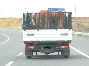 Hayvan Yüklü Kamyonet Tehlike Saçtı