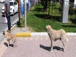Başı Boş Köpekler Tehlike Saçıyor