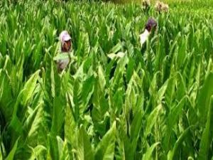 Adıyaman Tütünü Başbakanın Gündeminde