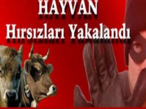 Hayvan Hırsızları Yakalandı