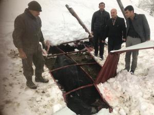 Kardan Çöken Ahırdaki 1 Büyükbaş Hayvan Telef Oldu