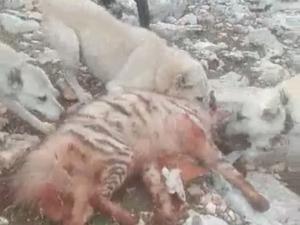 Çizgili Sırtlanı Köpeklerine Parçalattı İddiası