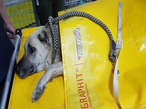 Tüfekle Vurulan Köpek Tedavi Altına Alındı