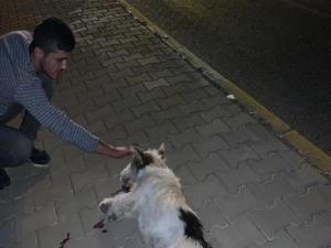 Otomobilin Çarptığı Köpek Telef Oldu