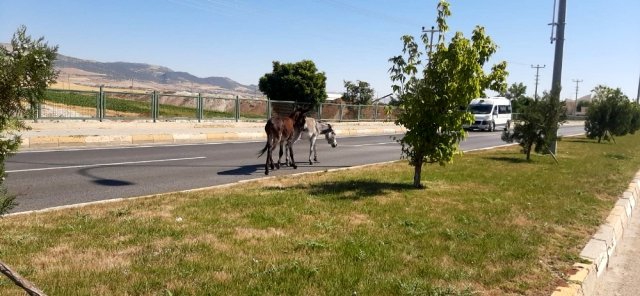 Yola çıkan eşekler kazaya neden oldu