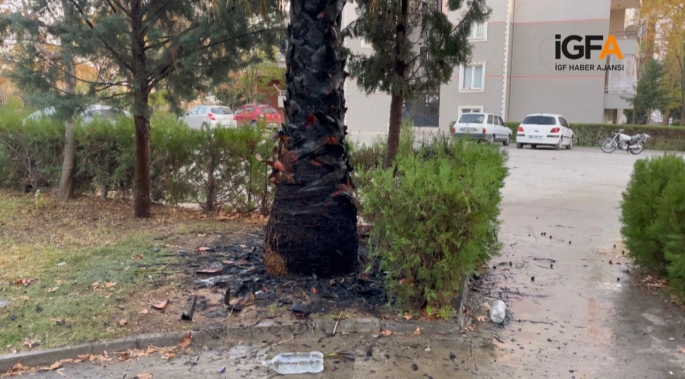 Yakılan palmiye ağacı itfaiye tarafından söndürüldü