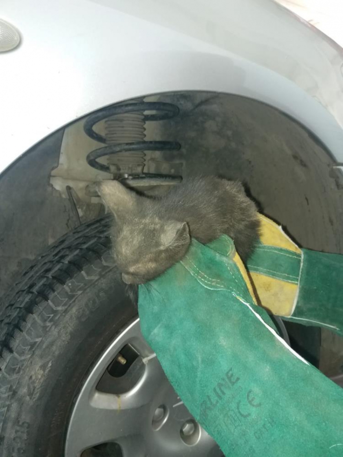 Amortisör arasına sıkışan kedi kurtarıldı