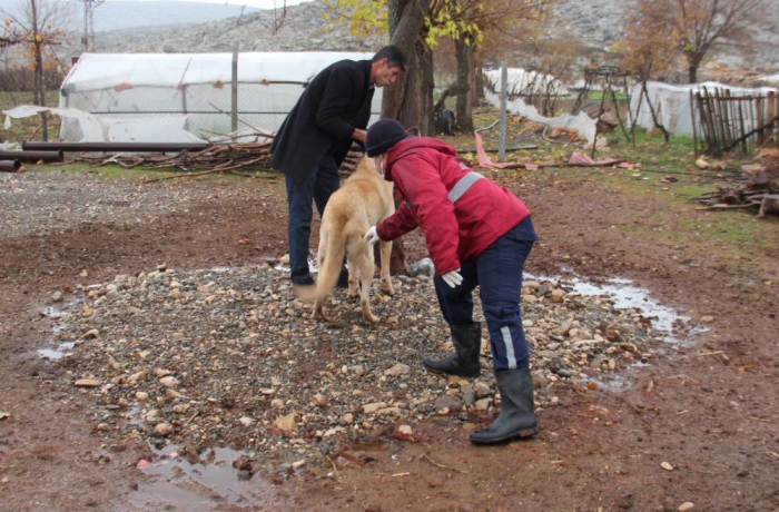 Yaban hayvanlarının ısırdığı köpek kuduz çıktı
