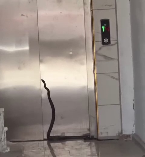 Asansöre girmeye çalışan yılan yakalandı