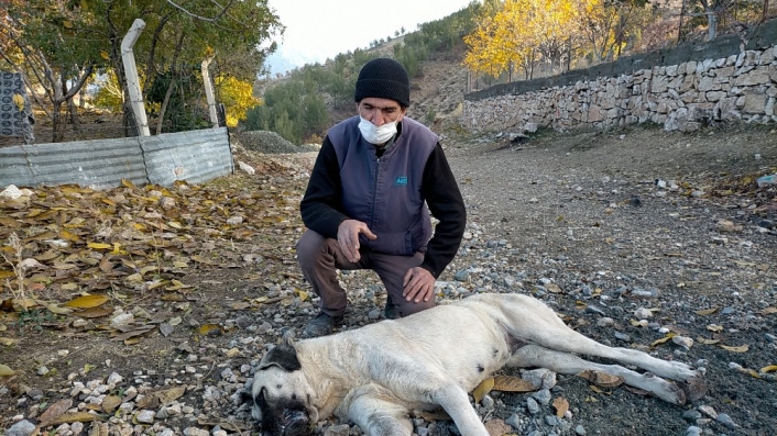 Harmanlı´da köpekler zehirleniyor iddiası