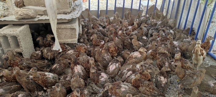 Adıyaman´da 300 sülün doğaya bırakıldı