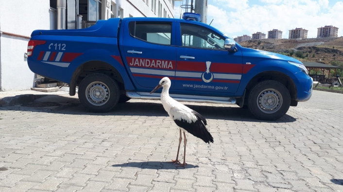 Jandarma yorgun leyleğe sahip çıktı