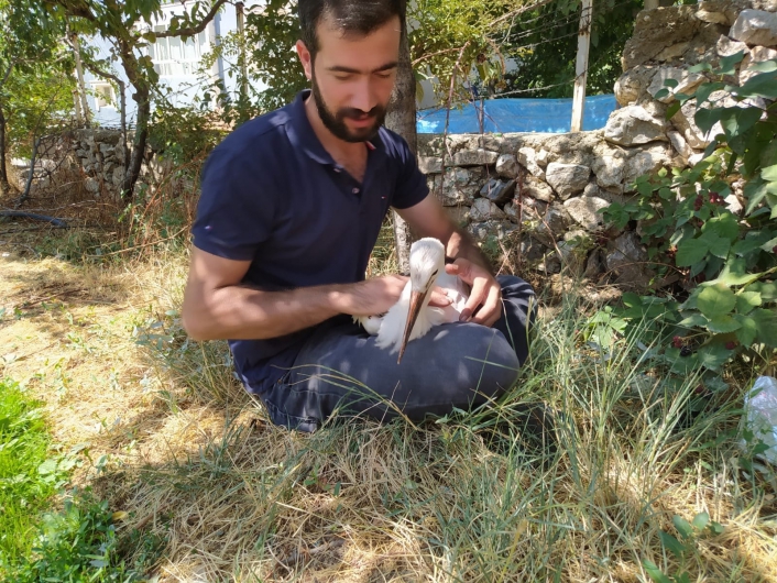 Uçamayan leyleği besleyip yetkililere teslim etti