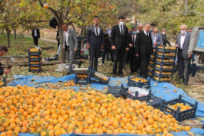 Gölbaşı´nda hurma hasadı başladı