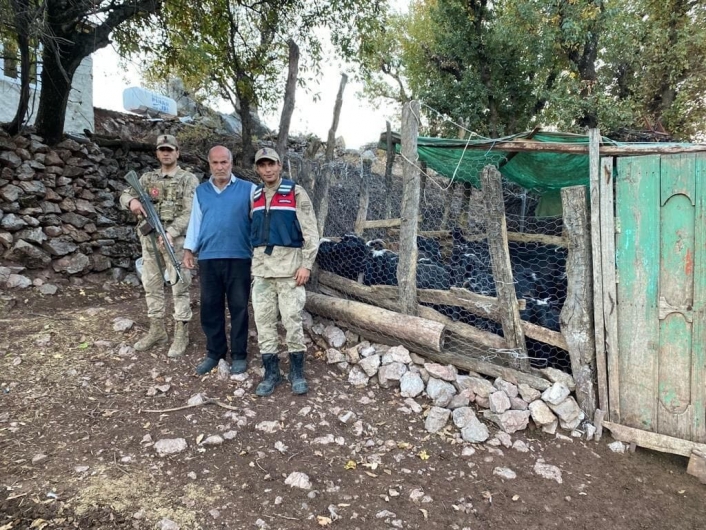 Kaybolan 50 küçükbaş hayvan jandarma tarafından bulundu