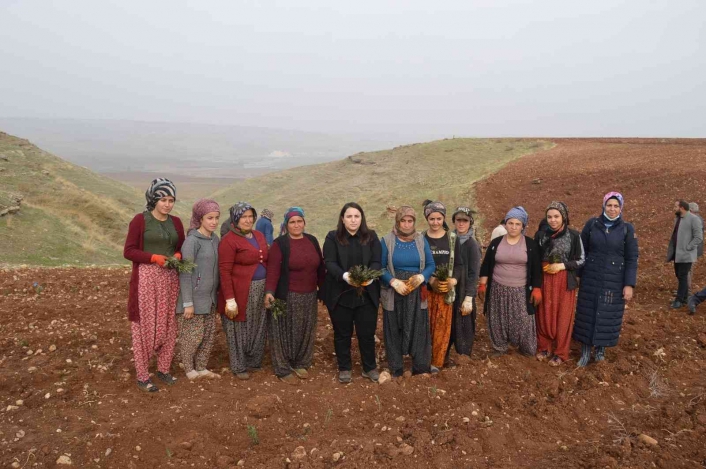 Kızılin´de lavanta yolu projesi hayata geçirildi