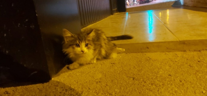 Otomobilin çarptığı kedi, tedavi altına alındı