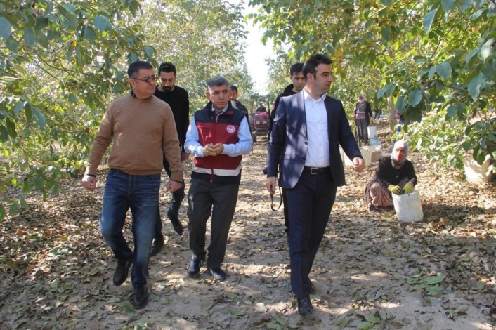 Türkiye´nin en büyük ceviz bahçesinde hasat başladı