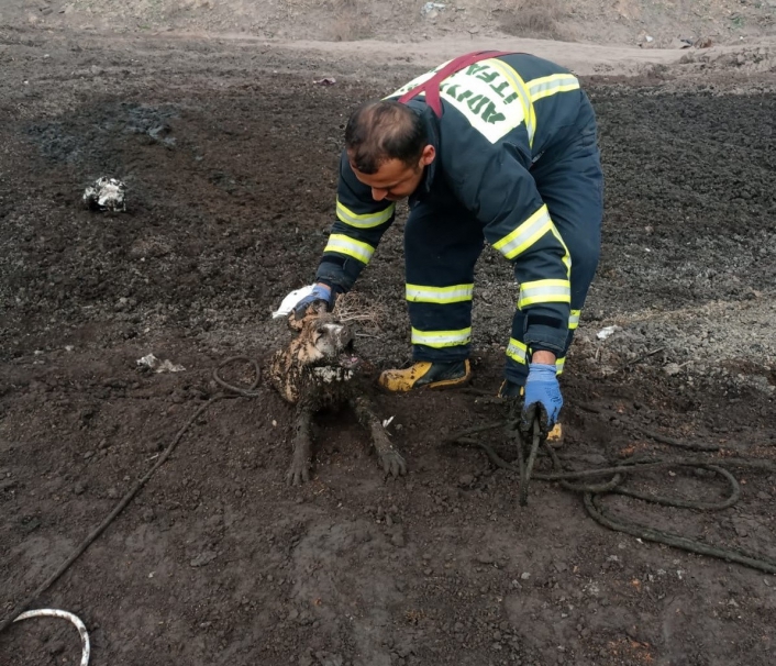 Üç köpek balçıkta mahsur kaldı