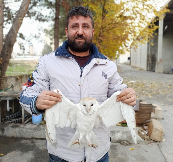 Yaralı peçeli baykuş tedavi altına alındı