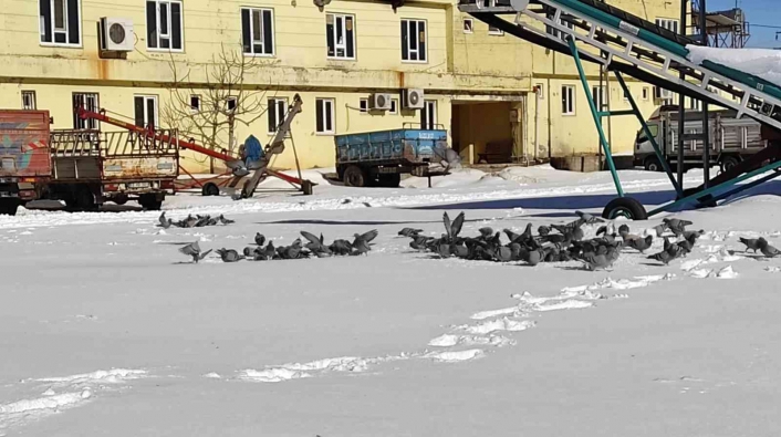 Adıyaman´da aç kalan kuşlar unutulmadı