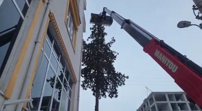 Ağaçta 2 gün mahsur kalan kedi kurtarıldı