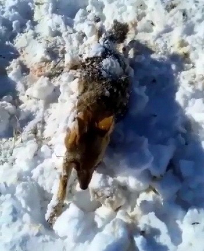 Donan tilkiyi çoban köpeği buldu