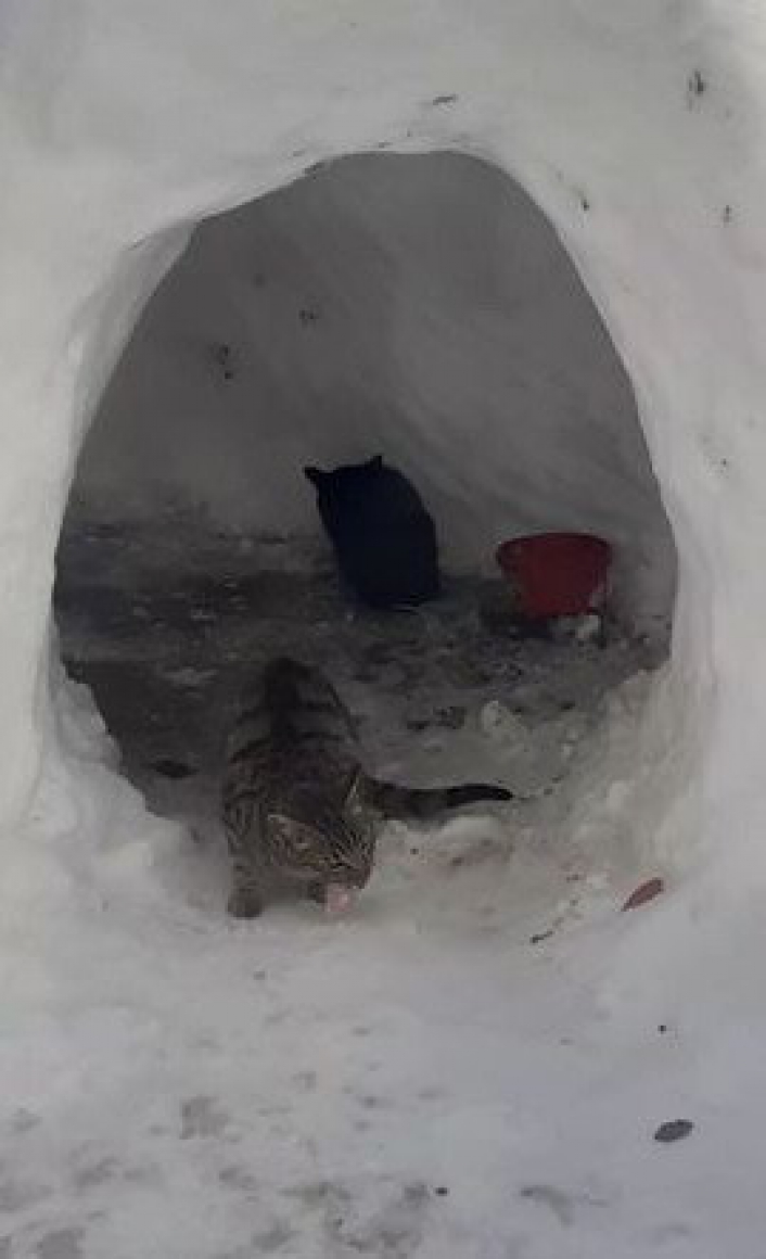 Sokak kedileri için kardan ev yaptılar