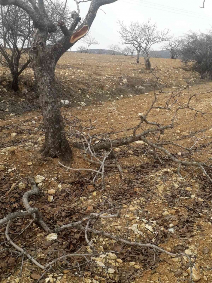 Besni´de kimliği belirsiz şahıslar fıstık ağaçlarına zarar verdi