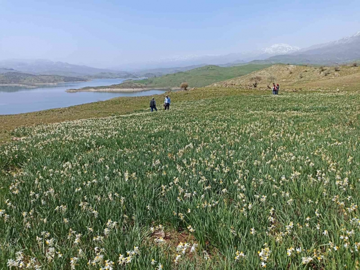 Gerger´de yabani nergisler yerli turistlerin ilgi odağı oluyor