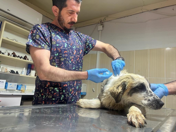 Adıyaman´da yaralı köpek tedavi altına alındı