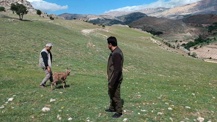 Dağ keçileri tedavilerinin ardından doğaya bırakıldı
