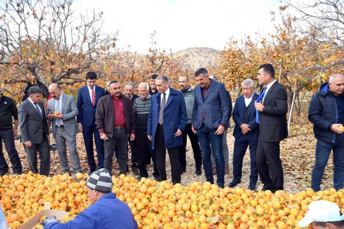 Adıyaman´da ´Cennet Hurması´ hasadı başladı