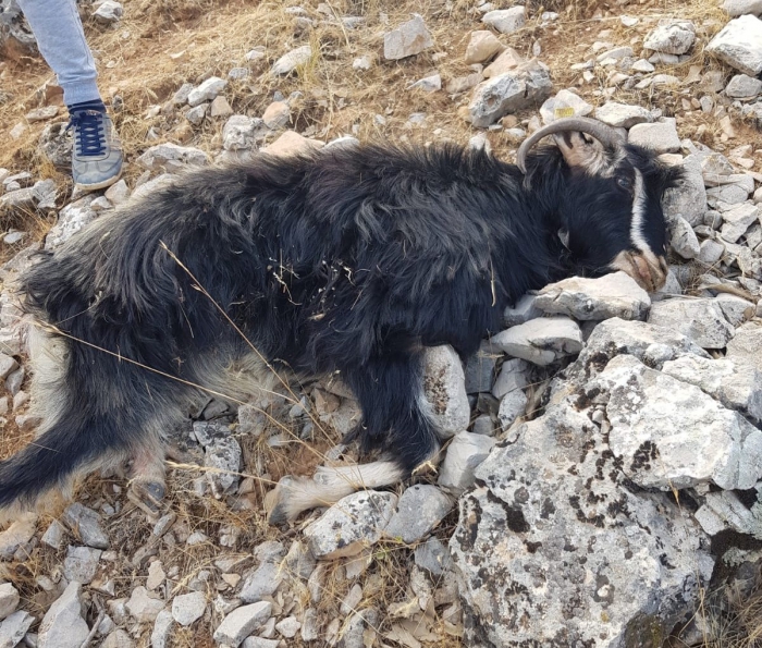 Adıyaman'da kurtlar sürüye saldırdı
