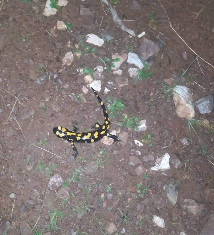 Yaylakonak´ta sarı benekli semender görüldü