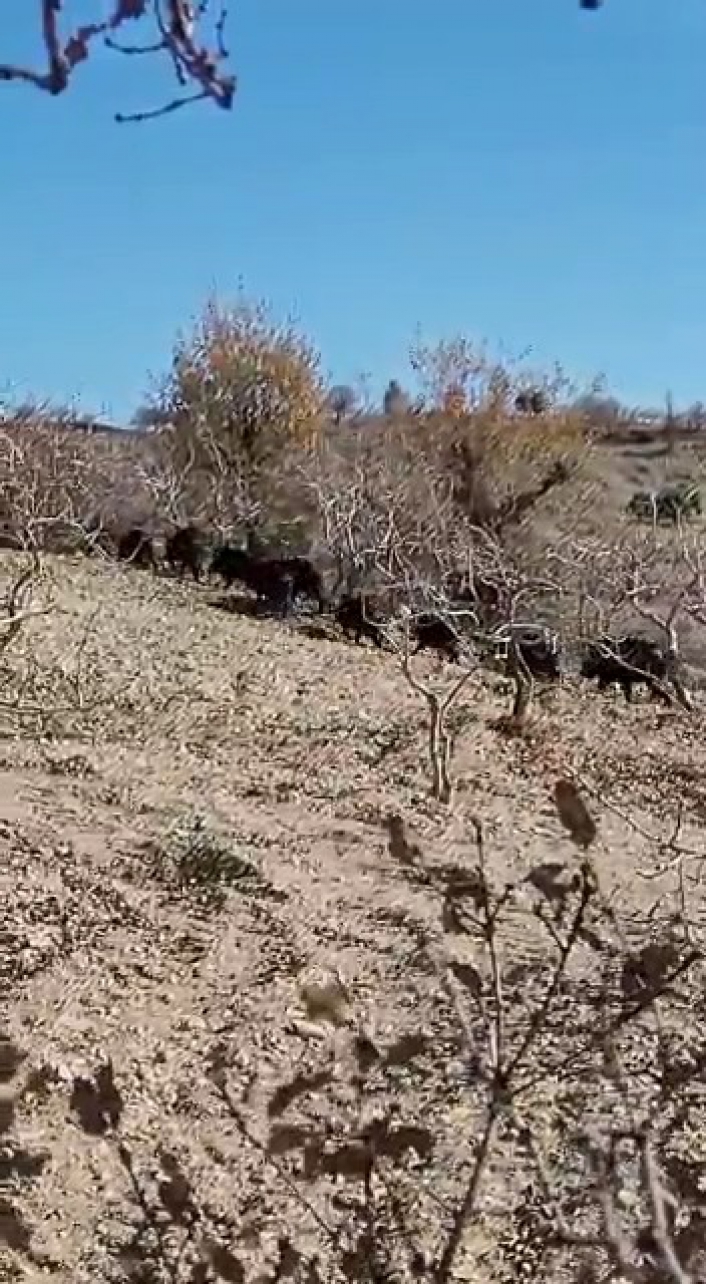 Adıyaman’da Domuz sürüsü görüntülendi