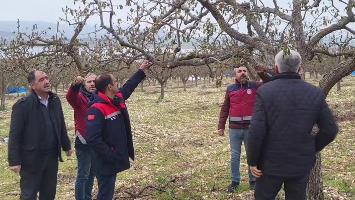 Zirai donun vurduğu Adıyamanda meyve bahçelerinde hasar tespiti sürüyor
