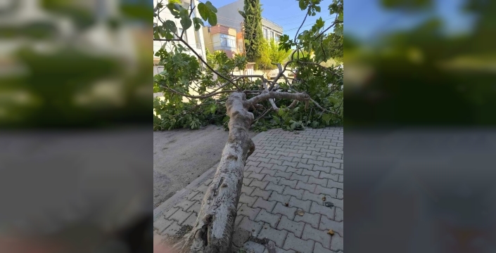 Rüzgara dayanamayan ağaç devrildi