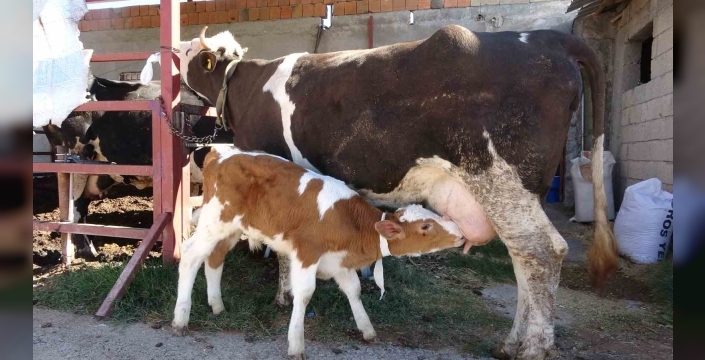 Çalınan buzağı annesine kavuştu