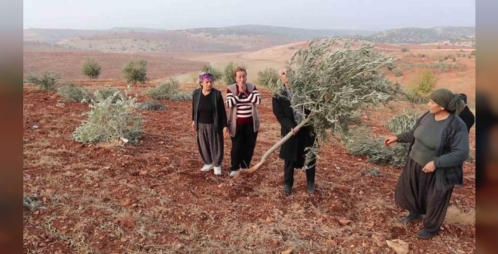 Adıyaman’da 10 bin ağaç kırılarak yok edildi