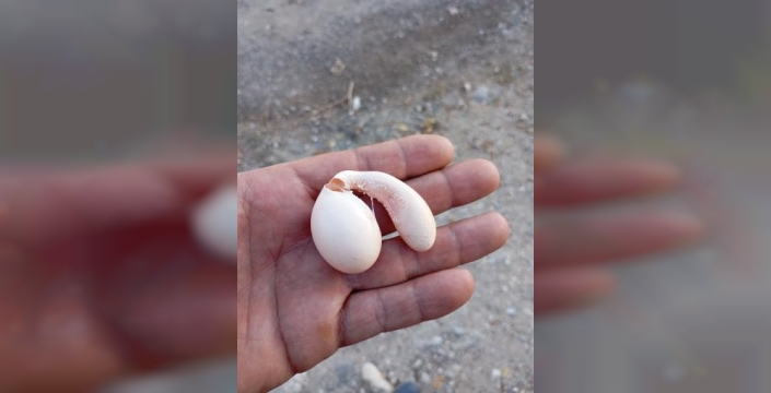 Adıyaman’da Tavuğun Yumurtası Şaşkınlık Yarattı