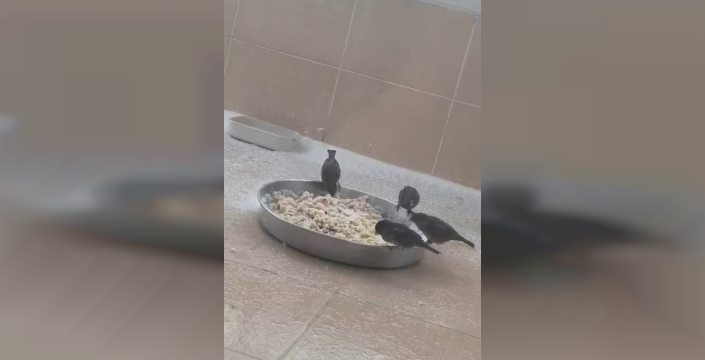 Adıyamanlılar sokak hayvanlarını unutmadı