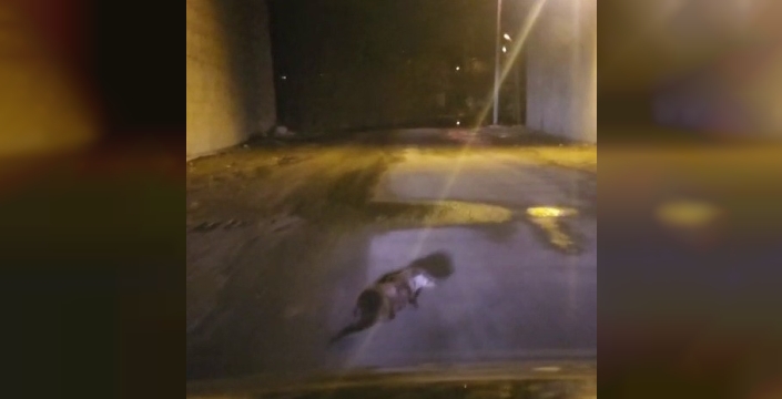 Yol ortasındaki su samuru görüntülendi