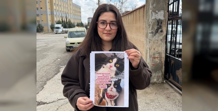 Kedilerini bulana çeyrek altın verecekler