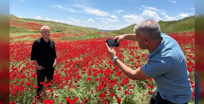 Gelinciklerle kırmızıya bürünen nohut tarlası hayran bıraktı