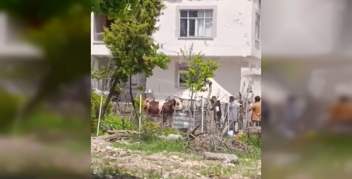 Kaçan kurbanlık iğne vurularak yakalandı