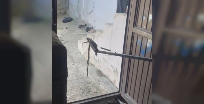 Eve giren yılan yakalanarak doğaya bırakıldı