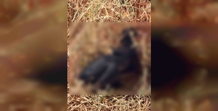 Bahçe yangınında hayvanlar telef oldu