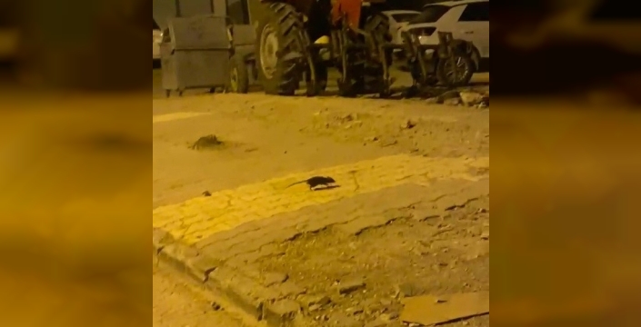 Lağım fareleri korkutuyor