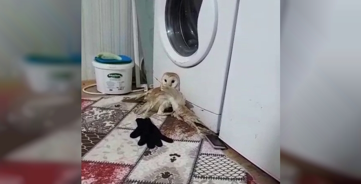 Yaralı baykuş tedavi altına alındı
